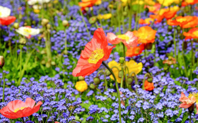 Flora, la mostra di primavera alla fondazione Magnani Rocca